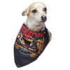A Dog in a White and Brown Color Fur With a Bandana